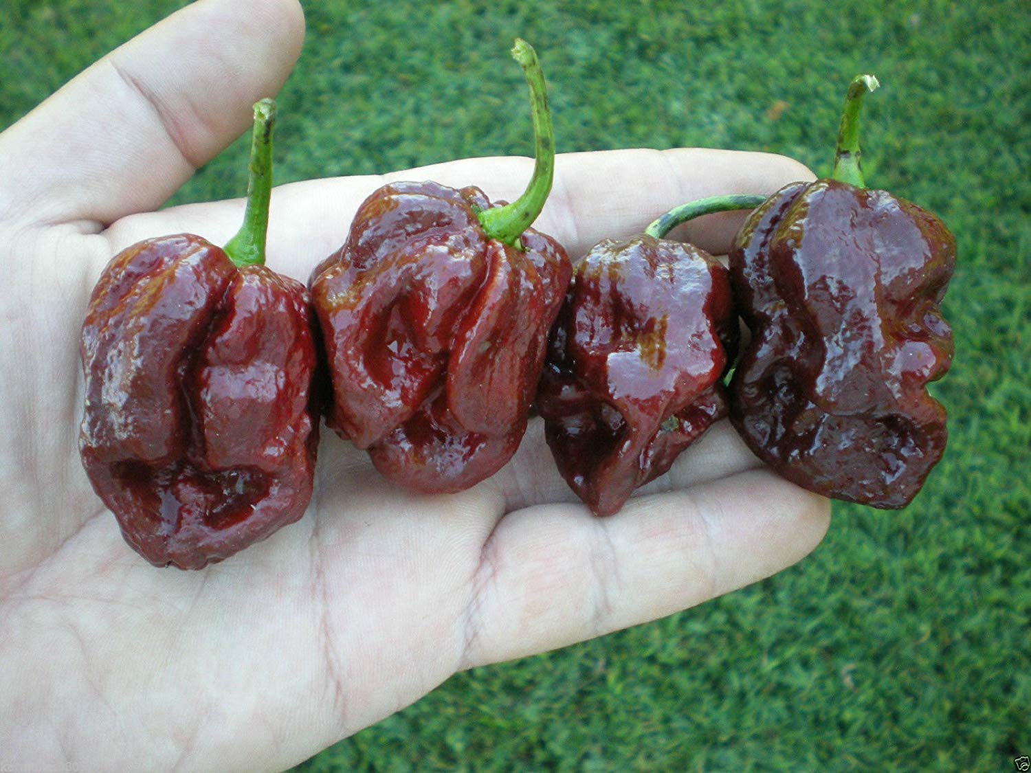 Trinidad 7 Pot Douglah pepper plant from seeds with extremely hot chocolate-brown peppers